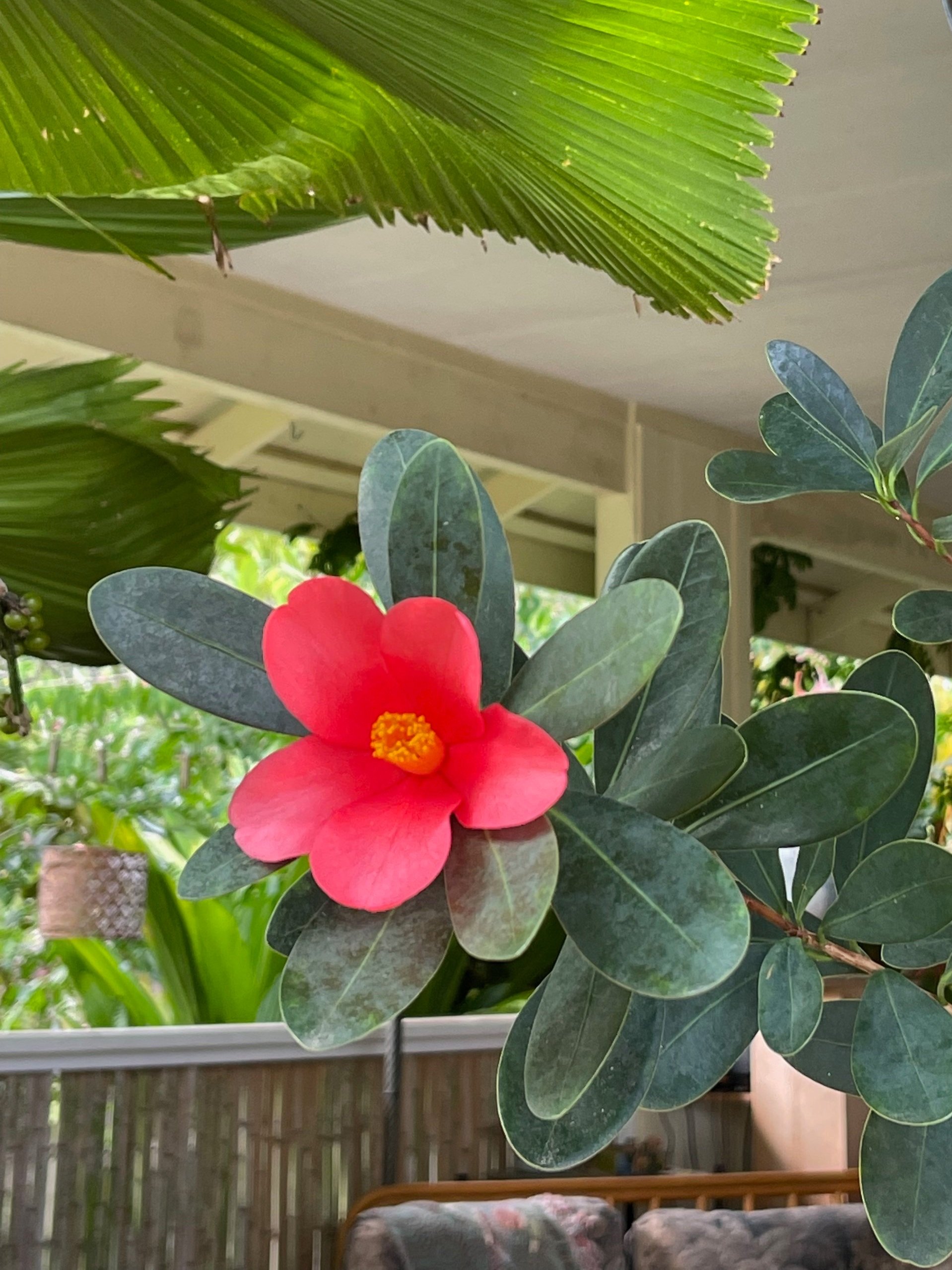 Camellia azalea (C. changii) — Vintage Green Farms with Tom Piergrossi